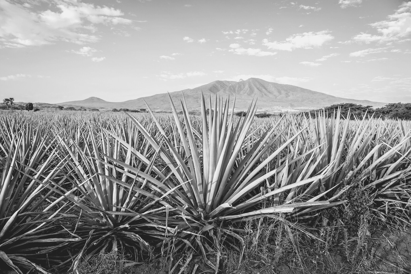 Tequila Landscape