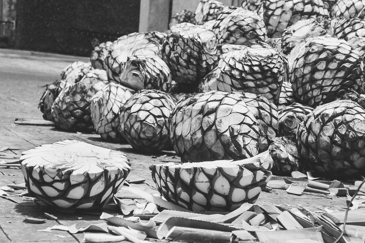 Tequila Agave in distillery waiting for processing, tequila factory Jalisco Mexico