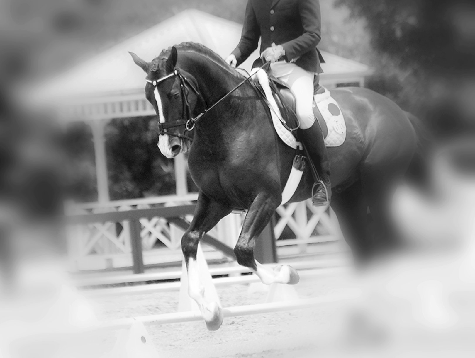 Dream Dressage