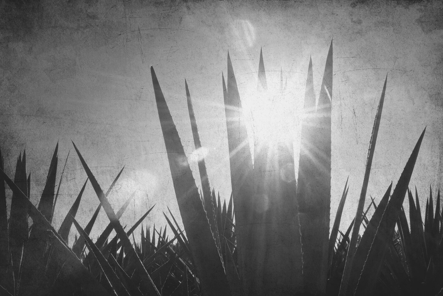 Agave tequila landscape to Guadalajara